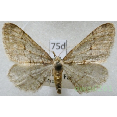 Agriopis bajaria (Denis & Schiffermüller, 1775) male Zimowek brunatek Czech75d